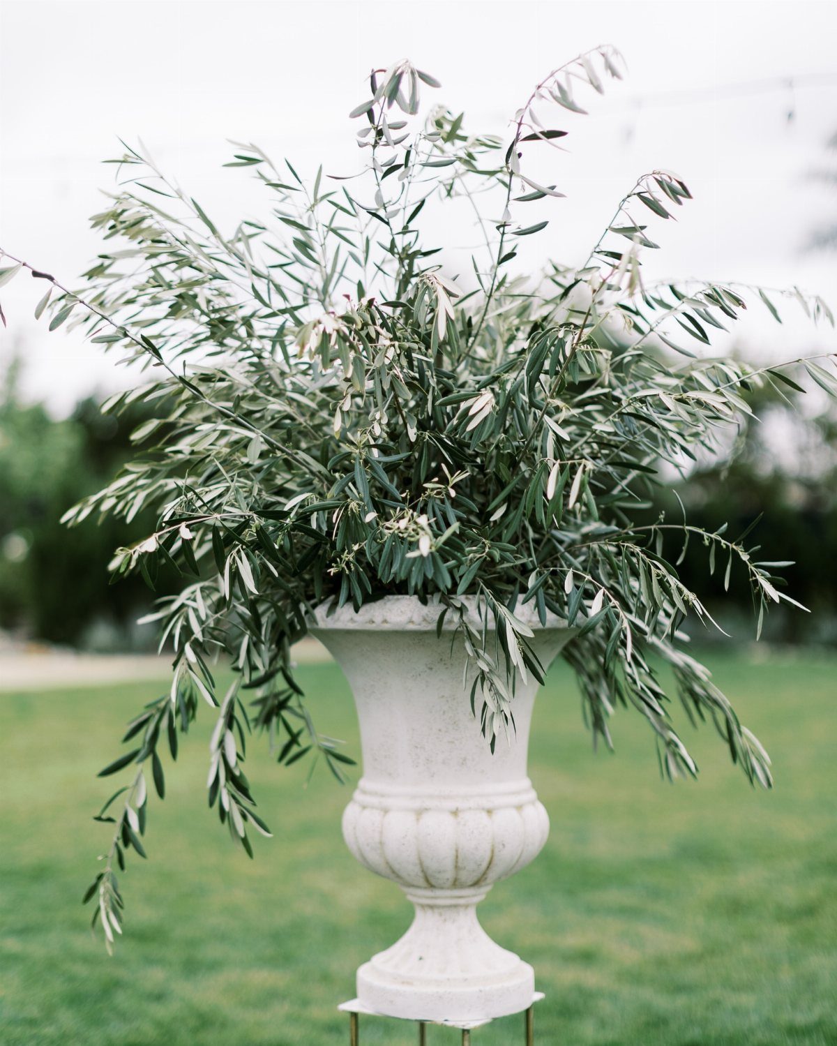 Olive branches with silvery-green leaves arranged in a white classical pedestal urn outdoors.